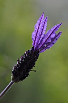 French Lavender - detailed study of blossom French Lavender - detailed study of blossom