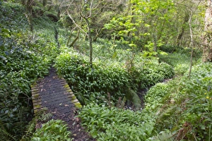 Frenchmans Creek - Wild Garlic - Spring Frenchmans Creek - Wild Garlic - Spring