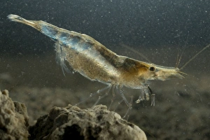 Freshwater Shrimp - female underwater Freshwater Shrimp - female underwater