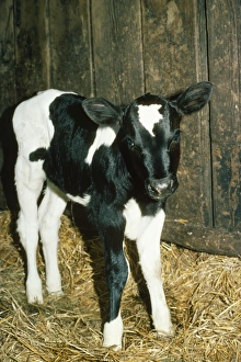 Friesian / Ayrshire Cattle - calf Friesian / Ayrshire Cattle - calf