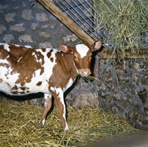 Friesian / Ayrshire Cattle - calves Friesian / Ayrshire Cattle - calves