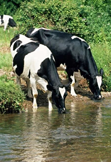 Cattle Collection: Friesian Cows - drinking from river