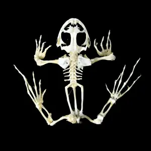 Jean Michel Labat Artwork Prints: Frog Skeleton