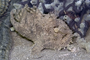Frogfish - (note the worm like lure above the mouth) Frogfish - (note the worm like lure above the mouth)