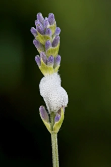 Froghopper / Meadow Spittlebug - with foam on Lavender Froghopper / Meadow Spittlebug - with foam on Lavender