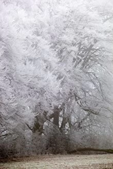 Frost on Beech Trees - winter