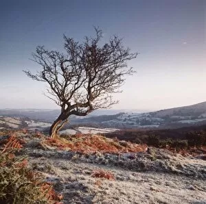 Frost Gallery: Frosty scene - wind-shaped Hawthorn tree