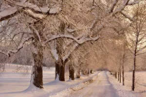 Images Dated 3rd December 2010: Frosty Winter Scene - deep snow covered winter landscape showing a plowed country road flanked by