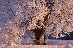 Frosty Winter Scene - snow-covered landscape with a thickly frost covered tree Frosty Winter Scene - snow-covered landscape with a thickly frost covered tree