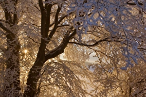 Frosty Winter Scene - snow-covered landscape with the sun shining through the branches of Frosty Winter Scene - snow-covered landscape with the sun shining through the branches of