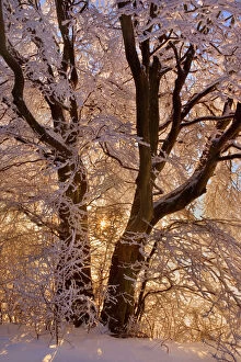 Frosty Collection: Frosty Winter Scene - snow-covered landscape with the sun shining through the branches of a