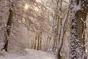 Frosty Winter Scene - winter landscape showing a foot path in a forest with thick snow Frosty Winter Scene - winter landscape showing a foot path in a forest with thick snow
