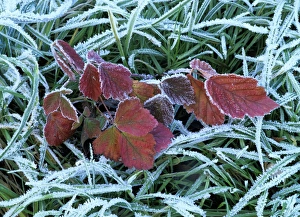 Frozen grass and leaves - colourful autumn leaves of blackberry and grass covered with frost Frozen grass and leaves - colourful autumn leaves of blackberry and grass covered with frost