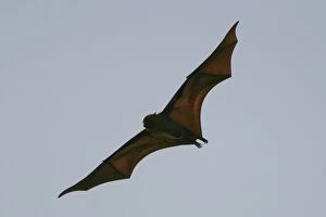 Images Dated 25th July 2003: Fruit Bat - endangered, endemic to Mayotte. Mayotte Island Indian Ocean