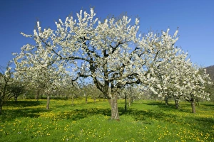 Fruit tree meadow - with flowering cherry trees and dandelions in early spring Fruit tree meadow - with flowering cherry trees and dandelions in early spring