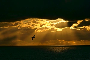 Fulmar - in flight in front of spectacular lighting with sun beams breaking through heavy Fulmar - in flight in front of spectacular lighting with sun beams breaking through heavy