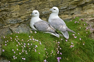 Fulmar - pair of adults sitting on cliff ledge - sea thrift flowers Fulmar - pair of adults sitting on cliff ledge - sea thrift flowers