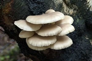 Images Dated 16th November 2004: Fungi Oyster Mushroom on trunk of silver birch tree October Knapp Wood Nature Reserve E. Sussex, UK