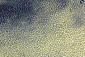Fungus, Bay Boletus - close up study of spores on underside of cap Fungus, Bay Boletus - close up study of spores on underside of cap