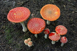 Fungus, Fly Agaric - growing in coniferous woodland Fungus, Fly Agaric - growing in coniferous woodland