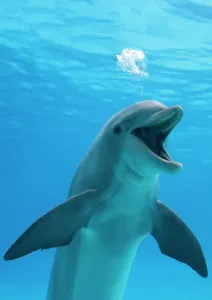 Dolphins And Whale Prints: Bottlenose dolphin blowing air bubbles underwater print
