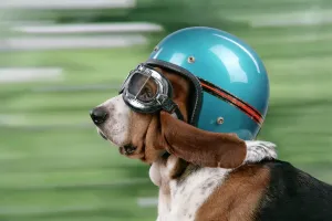 Dog Prints: Basset Hound Print with Goggles and Helmet