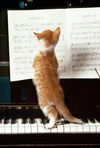 Ginger Cat Kitten on Piano Print