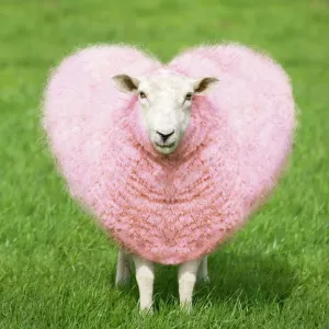 Pink Sheep Print: Heartfelt Wool