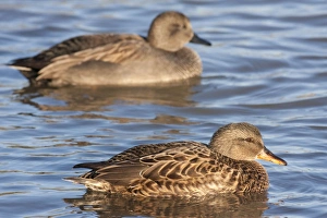 Gadwall - adult female on the water with adult male in background Gadwall - adult female on the water with adult male in background