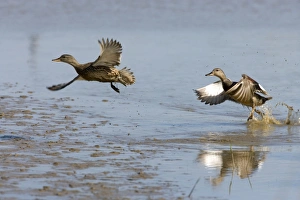 Gadwall - Duck & Drake lifting off water, lakes & Mudflats Gadwall - Duck & Drake lifting off water, lakes & Mudflats