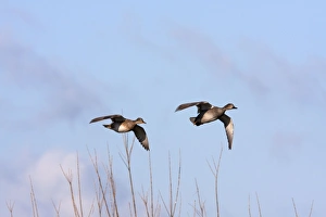 Gadwall - Pair of birds in flight coming in to land Gadwall - Pair of birds in flight coming in to land