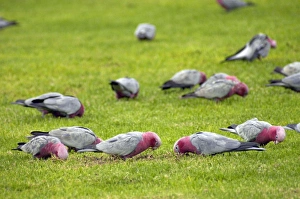 Galah flock feeding on lawns of town park Galah flock feeding on lawns of town park