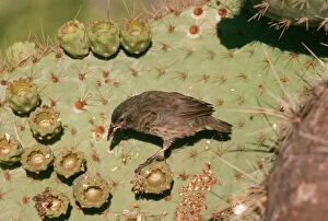 Images Dated 29th April 2004: Galapagos / Darwin's Cactus Finch S. Plaza
