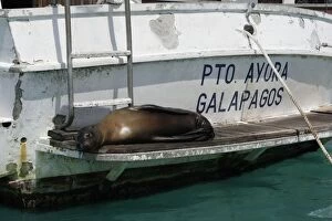 Images Dated 9th April 2005: Galapagos Sea Lion in Puerto Ayora. Santa Cruz island. Galapagos