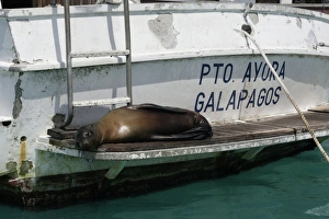 Galapagos Sealion - lying on edge of boat Galapagos Sealion - lying on edge of boat