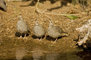 Gambels Quail - Babies drinking from temporary pool Gambels Quail - Babies drinking from temporary pool
