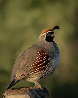 Gambels Quail (New World Quail, Birds, Animals) Collection