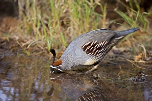 Gambel's Quail - Replaces the California Quail in the desert and similar to that bird Gambel's Quail - Replaces the California Quail in the desert and similar to that bird