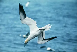 Prints of AEB-1610 Northern GANNET - diving, at sea Morus bassanus formerly: Sula bassana Gannet Prints: Northern Gannet Print