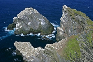 Gannet - jagged cliffs and rocks of Hermaness Nature Reserve with Gannet breeding colonies Gannet - jagged cliffs and rocks of Hermaness Nature Reserve with Gannet breeding colonies