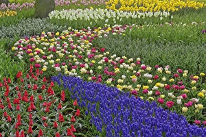 Garden design of Grape Hyacinth, and tulips