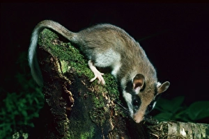 Garden Dormouse at night in garden Garden Dormouse at night in garden