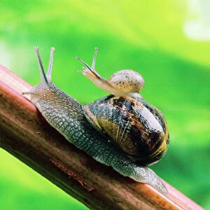 Images Dated 23rd September 2010: Garden Snail - adult with baby on its back Digital Manipulation: enhanced colour