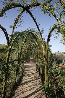 Images Dated 29th June 2004: Garden - Willow pergola, made into a series of arches to create an allee. France
