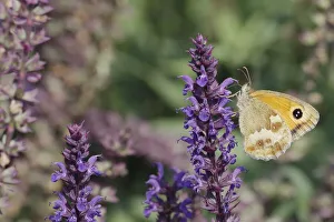 Gatekeeper Butterfly - feeding on garden flowers Pyronia tithonus Essex, UK IN001224 Date: 17-Jul-19 Gatekeeper Butterfly - feeding on garden flowers Pyronia tithonus Essex, UK IN001224 Date: 17-Jul-19