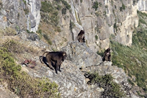 Gelada Baboon - group on rocks Gelada Baboon - group on rocks
