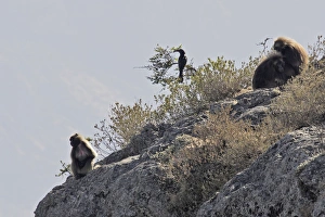 Gelada Baboon - three resting on rocks Gelada Baboon - three resting on rocks