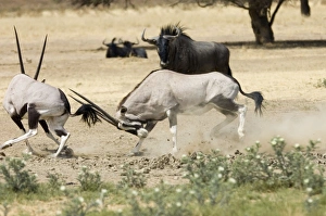 Gemsbok fight - Bulls fighting at waterhole in competition for female Gemsbok fight - Bulls fighting at waterhole in competition for female