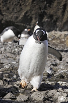 Gentoo Penguin - carrying pebble back to nest Gentoo Penguin - carrying pebble back to nest