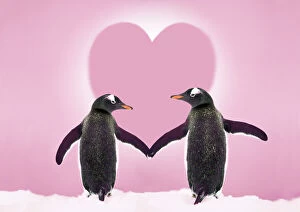 Friends Collection: Gentoo Penguin - pair holding hands with Valentine's heart